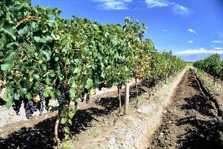 Vineyard in Valle de Guadalupe, Baja California